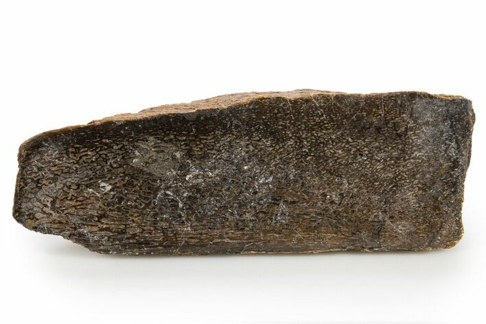 Polished Dinosaur Bone (Gembone) Section - Colorado #324193